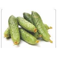 RADO 213  Mini Cucumber Seeds 1g 有刺迷你黄瓜种Biji Benih Sayur Vegetable Seeds