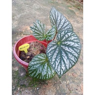 POKOK BEGONIA CHOLORONEURA (MEDIUM SIZE)