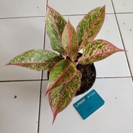 Aglaonema Aglaonema amrilla