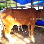 Sapi Qurban Sapi Madura 250kg