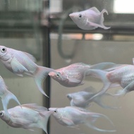 Premium Platinum White Balloon Lyretail Molly molly fish white balloon molly algae eater fish aquari