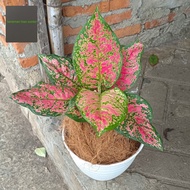 tanaman hias aglonema rubi merah + pot putih