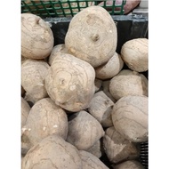 SENGKUANG JICAMA SEGAR