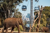 Taronga Zoo and Sydney Harbour Ferry Ticket