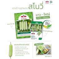 20g Benih Timun Batang Snowy F1 Hybrid / Timun Batang Susu/Cucumber Snowy Seeds / East West Seed / C