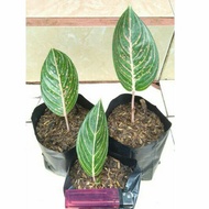 aglonema jt 2000 (anakan)