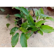 POKOK
KUNYIT HITAM / THAI BLACK GINGER /KAEMPFERIA PARVIFLORA/ HALIA HITAM / THAI GINSENG 
KRACHAIDU