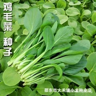 sgSg Brand New Chicken Cabbage Seeds Four Seasons Sowing Vegetable Seeds Small Cabbage Seeds Organic