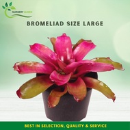 Anak Pokok Bromeliad Thailand Size L Random Live Plant pokok hidup