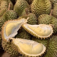 Durian Petruk Super Utuh(Perbuah)