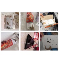 COCKROACH & LIZARD GLUE TRAP Perangkap lipas perangkap cicak gam cicak gam lipas pembunuh lipas cica