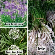 Pokok Kucai Daun lebar bunga ungu society garlic lokio Allium broad leaf garlic