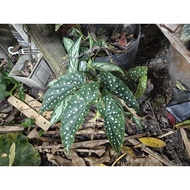 Begonia Maculata🌱🌱🌱🌱