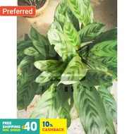 Pokok Hiasan Calathea Hutan