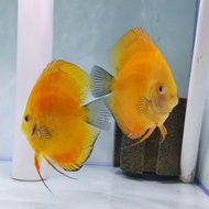 ikan discus golden yellow indukan