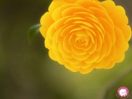 Cây trà my hoa vàng size trung (ảnh thật)