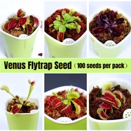 High Quality Mini  Seeds (50pcs/bag) Funny Venus Flytrap Seeds Fly Trap (Dionaea Muscipula) Carnivor
