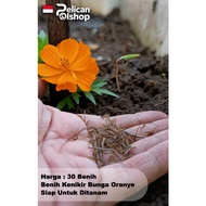 Kenikir Seeds 30 Pcs Ready to Plant Orange Flower Color Cosmos Seeds Flower Ramidang Randamidang