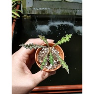 Euphorbia decaryi Rare Succulents Plant 皱叶麒麟 多肉植物