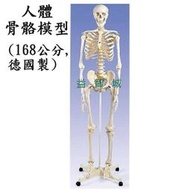 益智城《教學人體模型/人骨模型/骨頭模型/人體骨架/人體骨模型/骨架》人體骨骼模型/人骨模型~168公分標準型(德國製