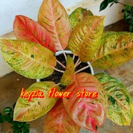(COD√) Bunga aglonema big roy super merah mutasi