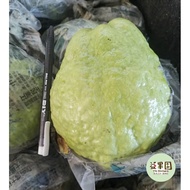 Jambu batu lohon / guava lohan fresh dari kebun Sekinchan