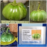 เมล็ดพันธุ์ มะเขือยักษ์ กัมพูชา Combodia Giant Eggplant Seed 15 เมล็ด คุณภาพดี ราคาถูก ของแท้