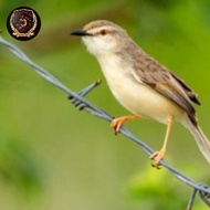 burung ciblek gunung/cigun jantan