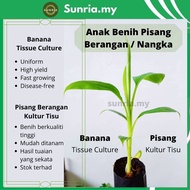 Anak Benih Pisang Berangan Kultur Tisu Banana Tissue Culture High Quality