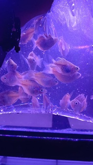 Ikan rainbow boesemani balon 1 inch