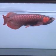 Arwana super red 36cm