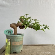 Small Leaf Red Bud Triangle Maple Tang Maple Bonsai Green Plant Potted Plant Cold-Resistant Dry-Resi