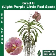 Vanda Orchid Big Flower Bunga Besar Hanging Orchid Pokok Gantung Pokok Hiasan Indoor Plant Live Plan