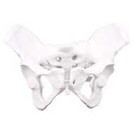 Female Anatomy Pelvis Pelvic Skeleton Throat Anatomical Anatomy Skull Sculpture Body Model