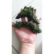 Java moss on wood,water plant ,bonsai,terrarium moss