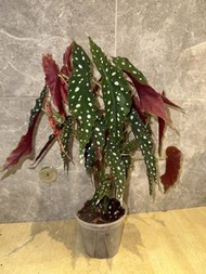 魔法棒秋海棠盆栽