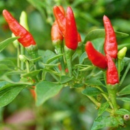 MM- Anak Pokok Cili Padi / Hot Pepper sapling / Cili Merah tunjuk langit