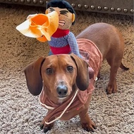 Pet Cowboy Costume Halloween Funny Cosplay Puppy Clothes For Small Medium Dogs Cats Dachshund Yorksh