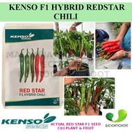 KENSO SEED BENIH CILI KULAI F1 HYBRID RED STAR 10GRAM CHILI REDSTAR CILI