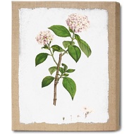 French Vintage Botanical Print on Burlap Canvas Wall Art Giclee Printing on Laminated Burlap Stretch