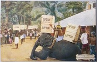 British Ceylon Lipton Tea - 1911年英屬錫蘭立頓紅茶公司大象搬運紅茶明信片