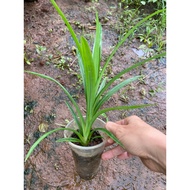 Pandan leaf plant (glutinous leaf)