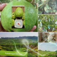 Anak Pokok Lohan Guava Mega 1 KG Gen 3 Air Layered Sapling [WEST MALAYSIA ONLY]