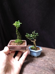 豆盆黃楊  迷你盆景 老樁 植物 盆栽 實拍 禮物 plant bonsai tree gift 新年 👑9年五星老店 一盆價