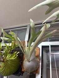 立葉銀鹿鹿角蕨 // Platycerium veitchii