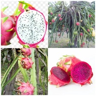 กิ่งพันธุ์ แก้วมังกร(2กิ่ง)(สีขาว1+สีชมพู1)dragon fruit สินค้าพร้อมส่ง