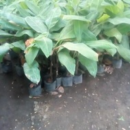 Ready Stock Bibit Pisang Kepok Tanjung / Kepok Sumatera / Kepok Tanpa Jantung Asli 100 % Original