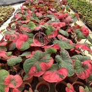 TKL - Rare Caladium Cat Tumpah Red Barret 钟无艳彩芋叶