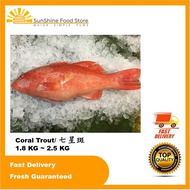 Live Frozen Coral Trouts【1.8 KG~2.5 KG】| 活冻鲜美七星斑 | Kerapu Bara Hidup Beku