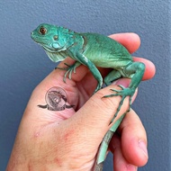 Promo / Terlaris Blue Iguana Axanthic bukan gecko panana tegu lizard kadal salvator